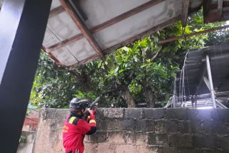Dua Warga Depok Luka-luka Akibat Serangan Monyet Ekor Panjang - JPNN.com Jabar
