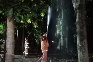 Gegara Petasan Pohon di Hutan Cagar Alam Depok Terbakar - JPNN.com Jabar