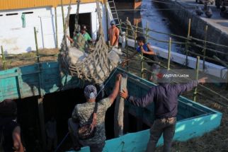 Ratusan Sapi Asal NTT Tertahan di Pelabuhan Tanjung Perak, Sampai Ada yang Mati - JPNN.com Jatim