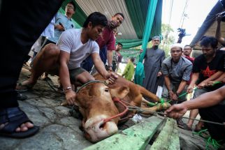 16 Sapi Terjangkit PMK di Karawang Disembelih Paksa, Dagingnya Dijual ke Pasaran - JPNN.com Jabar