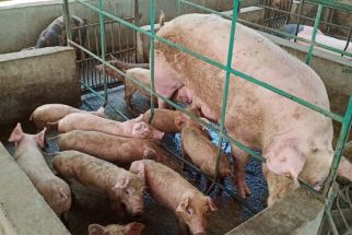 Babi di Solo Tak Luput dari Pemeriksaan PMK - JPNN.com Jateng