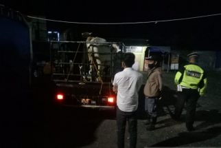 Tak Kantongi SKKH, Dua Mobil Pembawa Sapi Diputarbalikkan Polisi - JPNN.com Jabar