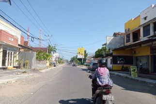400 Tabebuya Segera Indahkan Kota Mataram - JPNN.com NTB