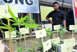 Polisi Tangkap Pria Penanam Ganja di Bandung - JPNN.com Jabar