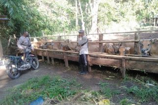 Wabah PMK di NTB: Polisi Pantau Aktivitas Pengiriman Sapi di Sumbawa - JPNN.com NTB
