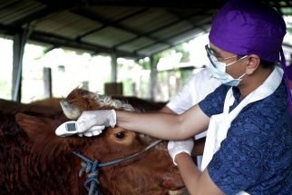 Wabah PMK Pengaruhi Harga Sapi, Bisa Naik 50 Persen - JPNN.com Jatim