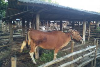 Hindari Daging Sapi Terjangkit PMK, Ini Bahayanya - JPNN.com NTB