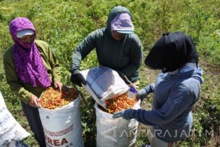 Harga Cabai di Situbondo Naik 3 Kali Lipat, Petani Bilang Wajar Karena Ini - JPNN.com Jatim