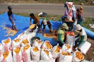 340 Ton Jagung Bersubsidi Mulai Disalurkan Bulog untuk Peternak Ayam di Kuningan - JPNN.com Jabar