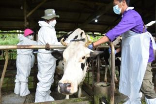 Vaksinasi PMK di Sleman Sudah Dimulai, Sebanyak Ini Dosisnya - JPNN.com Jogja