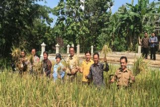 Gunungkidul Ternyata Punya Lumbung Pangan, di Sini Lokasinya - JPNN.com Jogja