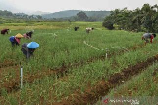 Ratusan Hektare Sawah di Kabupaten Karawang Terserang Hama - JPNN.com Jabar