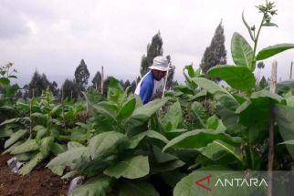 Petani Tembakau di Temanggung Tertekan Akibat Perubahan Iklim - JPNN.com Jateng