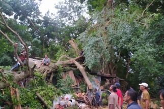 Diterjang Angin Kencang, Belasan Pohon Besar di Depok dan Bogor Tumbang - JPNN.com Jabar