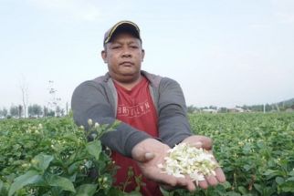 Pemkab Batang Mendorong Petani Melati untuk Memperluas Lahan, Alasannya Bakal Bikin Sejahtera - JPNN.com Jateng