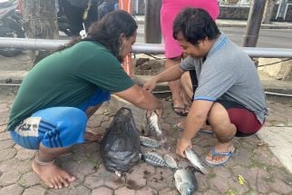 Warga Surabaya Berbondong-bondong Tangkap Ikan Mabuk, Ada yang Dapat Satu Karung - JPNN.com Jatim