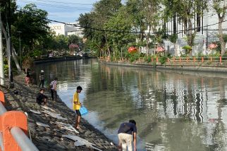 Adakah Hubungan Fenomena Ikan Mabuk Kalimas dengan Busa di Sungai Kalidami? - JPNN.com Jatim