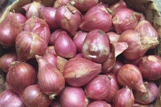 Harga Bawang Merah di Malang Terjun Bebas, Mak-Mak Semringah - JPNN.com Jatim