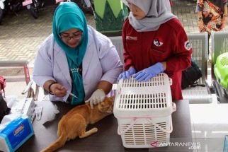 Syarat dan Cara dapat Vaksin Rabies Gratis untuk Hewan di Yogyakarta - JPNN.com Jogja
