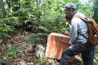 BKSDA Yogyakarta Melepas 16 Landak Jawa ke Kawasan Gunung Merapi - JPNN.com Jogja