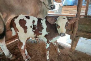 Pemkot Cirebon Siap Ternak Sapi Belgian Blue Demi Meningkatkan Produksi Daging - JPNN.com Jabar