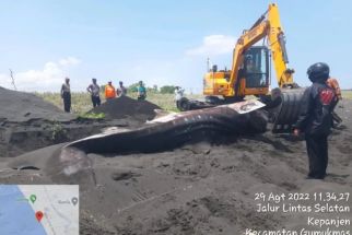 3 Hiu Tutul Mati Terdampar di Pesisir Pantai Jember dan Lumajang - JPNN.com Jatim