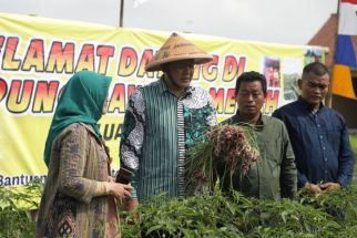 Petani di Sleman Sukses Panen Raya Bawang Merah - JPNN.com Jogja
