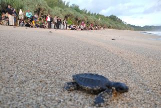 Ratusan Tukik Lekang di Kabupaten Malang Dilepas di Pantai Bajulmati - JPNN.com Jatim