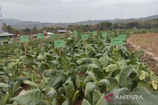 Bantul Akan Punya 40 Hektare Kebun Tembakau Grompol - JPNN.com Jogja
