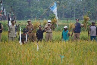 Di Lahan Kering, Petani Gunungkidul Panen 4,6 Ton Gabah Per Hektare - JPNN.com Jogja