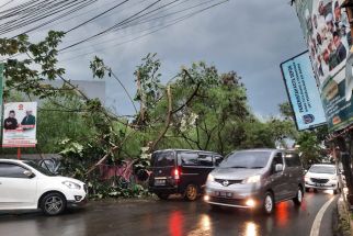4 Pohon Tumbang di Parung Bingung, Akses Jalan Sempat Tersendat - JPNN.com Jabar