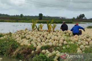 Petani Melon di Kulon Progo Gagal Panen, Ada yang Harus Tanggung Jawab - JPNN.com Jogja