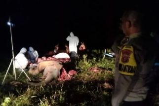 Anak Gajah Sumatera Mati, Dokter Hewan Ungkap Penyakitnya - JPNN.com Lampung