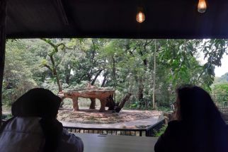 Simba Kafe, Sensasi Nongkrong Ditemani Singa di Bandung Zoo - JPNN.com Jabar