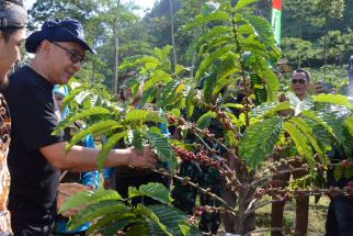 Menyelisik Potensi Kopi Asli Kabupaten Bogor - JPNN.com Jabar