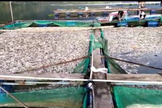 Belasan Ton Ikan di Danau Ranau Mati, Wanita Ini Ungkap Penyebabnya - JPNN.com Lampung