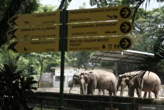 Kebun Binatang Gembira Loka Punya Penghuni Baru, Impor dari AS - JPNN.com Jogja