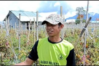 Viral! Petani Sayuran di Lampung Membuang Hasil Panen Tomat ke Jurang  - JPNN.com Lampung