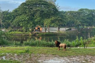 Singa Dilepas di Solo Safari, Ada Hal di Luar Perkiraan - JPNN.com Jateng