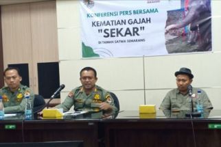 Gajah Sumatra di Semarang Zoo Ditemukan Mati, Begini Penjelasan BKSDA Jawa Tengah - JPNN.com Jateng