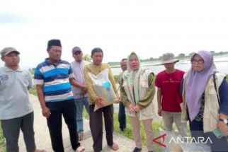 Kementerian Pertanian Berikan Bantuan 262.250 Kilogram Benih Padi untuk Korban Banjir Bekasi - JPNN.com Jabar