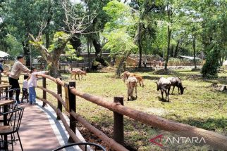 Dua Gajah di Kebun Binatang Solo Safari Mati  - JPNN.com Jateng