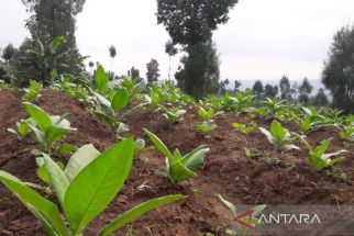 Bupati Temanggung Nilai RUU Kesehatan Rugikan Petani Tembakau - JPNN.com Jateng