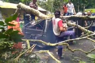 Pohon Tumbang di Jalur Gumitir Menimpa Mobil, 1 Orang Tewas - JPNN.com Jatim