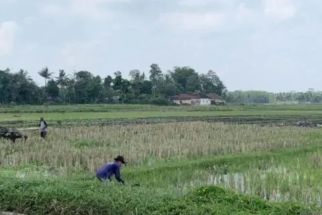 Pengamat Sebut Infrastruktur Pertanian Pengaruhi Stok Pangan Hadapi El Nino - JPNN.com Jatim