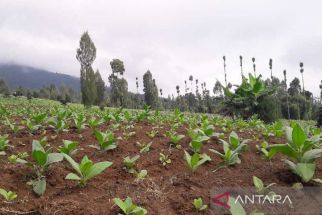 Demi Jaga Kemurnian Tembakau Temanggung, Pemkab Bagi-Bagi Benih Gratis - JPNN.com Jateng