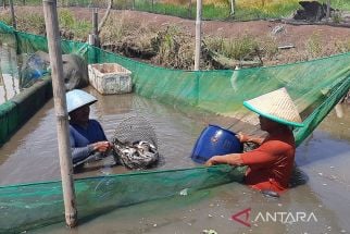 Cuaca Ekstrem Musim Kemarau, Petani Perikanan Budidaya Cilacap Siap-Siap! - JPNN.com Jateng