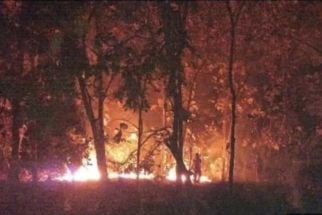 Hutan Jati di Taman Nasional Baluran Terbakar, Daun Kering Diduga Penyebabnya - JPNN.com Jatim