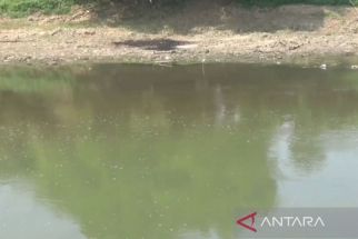 Sungai Bengawan Solo Tercemar Limbah Alkohol, Gibran Bereaksi - JPNN.com Jateng