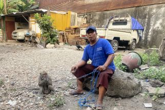 Tak Ditemukan Ciri-ciri Rabies Pada Monyet yang Gigit Dua Bocah di Surabaya - JPNN.com Jatim